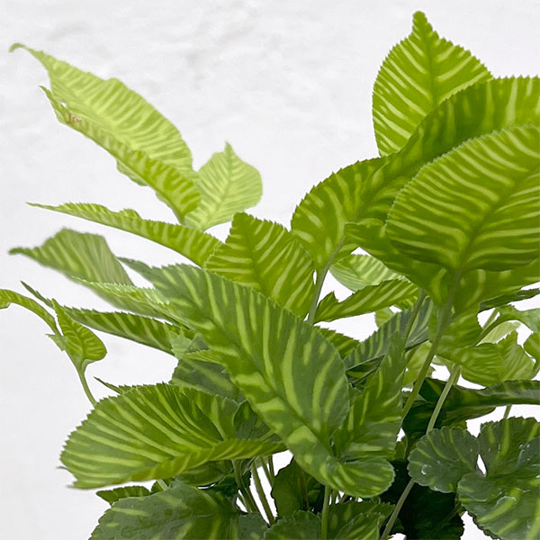 観葉植物 コニオグランメ エメイエンシス 3号...の詳細画像4