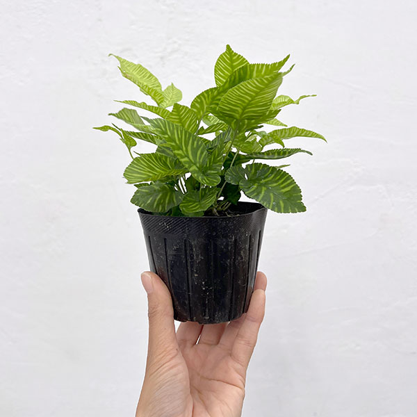 観葉植物 コニオグランメ エメイエンシス 3号...の詳細画像5