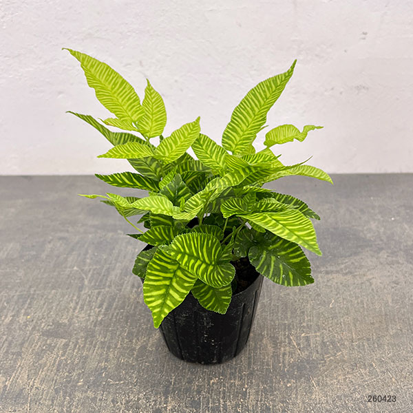 観葉植物 コニオグランメ エメイエンシス 3号...の詳細画像1