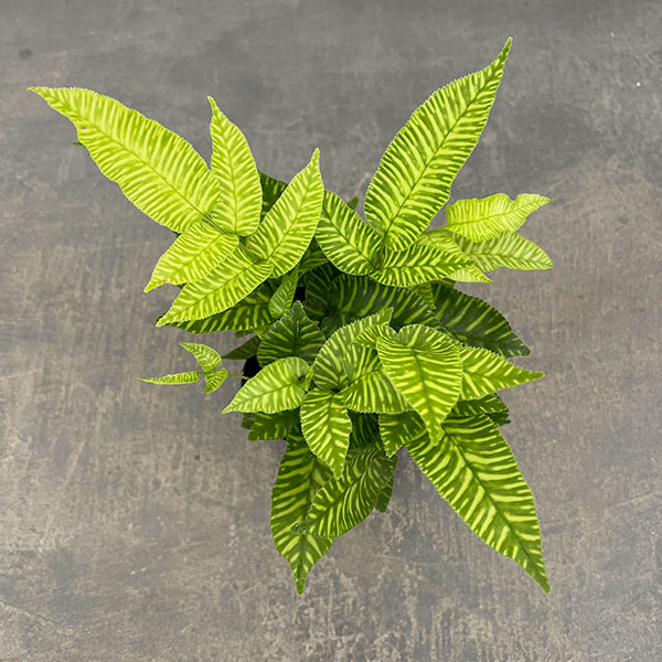 観葉植物 コニオグランメ エメイエンシス 3号...の詳細画像2