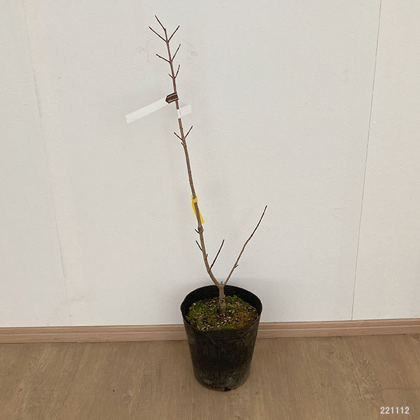 ノルウェーカエデの商品一覧 通販 - Yahoo!ショッピング