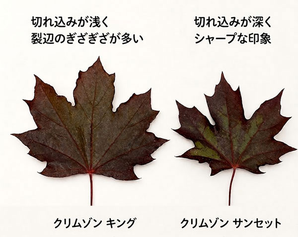 ノルウェーカエデの商品一覧 通販 - Yahoo!ショッピング