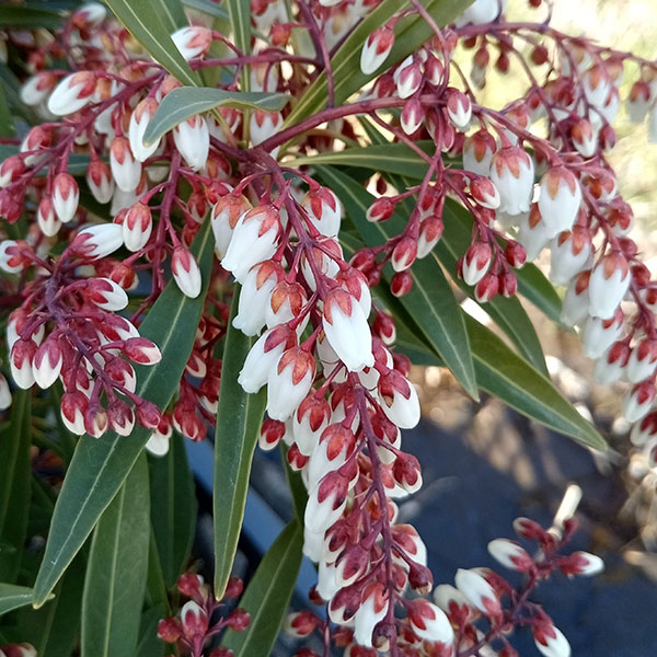 花木 庭木の苗 アセビ（馬酔木・アシビ） 琉球アセビ（白花）5号ポット