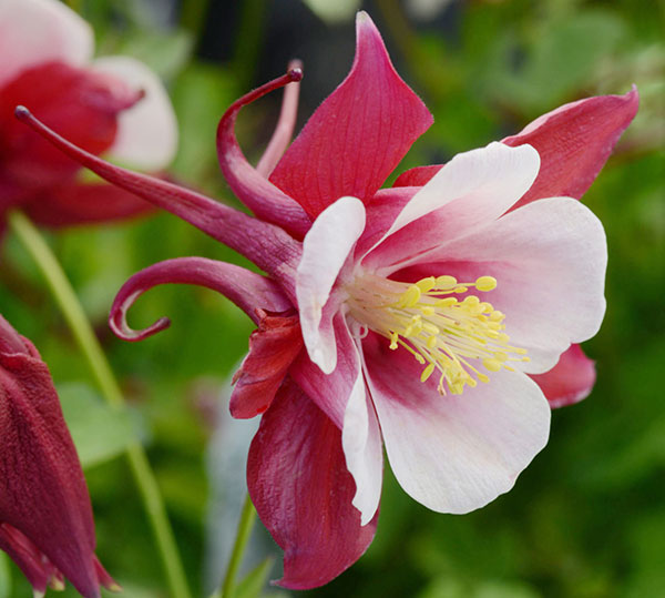 オダマキのおすすめ人気商品一覧 通販 - Yahoo!ショッピング