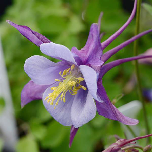 オダマキ苗のおすすめ人気商品一覧 通販 - Yahoo!ショッピング