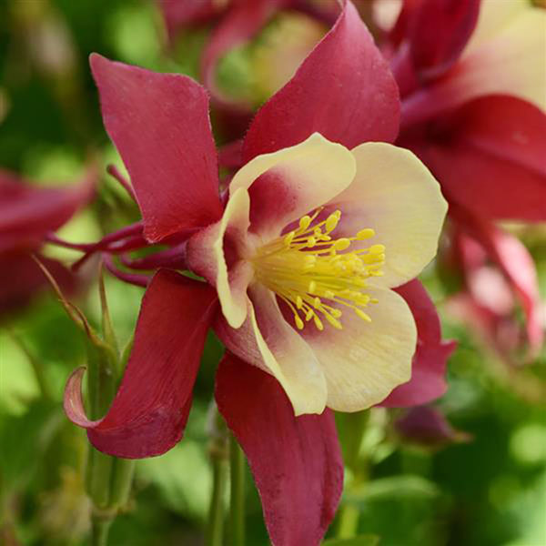 オダマキのおすすめ人気商品一覧 通販 - Yahoo!ショッピング