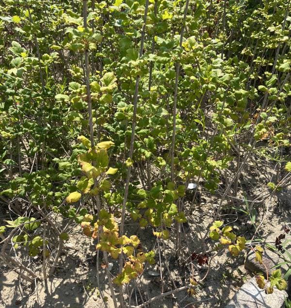 ビバーナム　スノーボール　【品番3474】 花木 庭木の苗 ビバーナム スノーボール7号ポット樹高1m : 園芸ネット