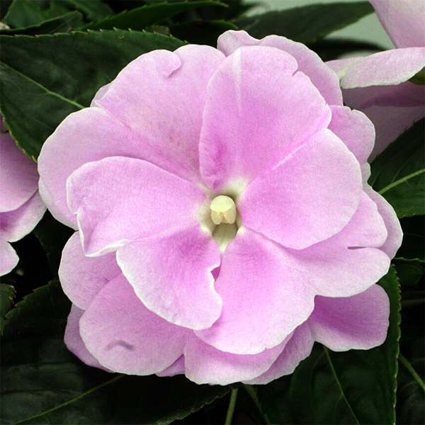草花の苗 (わけあり特価)ニューギニアインパチ...の詳細画像3