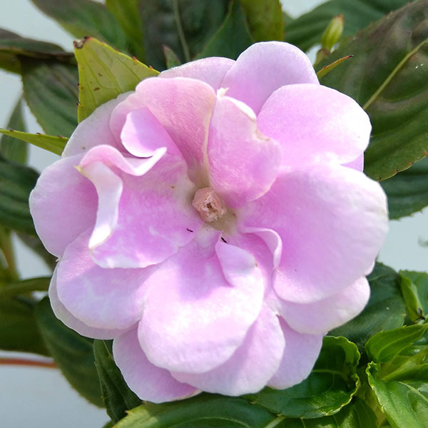 草花の苗 (わけあり特価)ニューギニアインパチ...の詳細画像5
