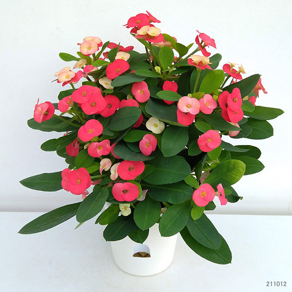 トゲ無し大輪ハナキリン(花キリン) シャインキ...の詳細画像4