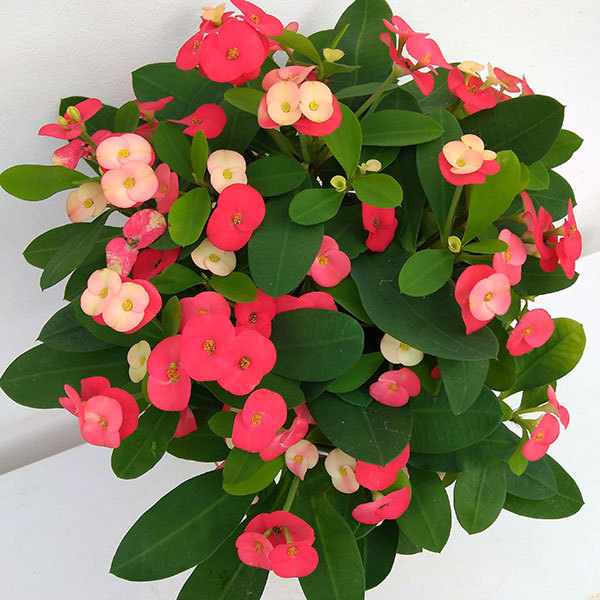 トゲ無し大輪ハナキリン(花キリン) シャインキ...の詳細画像5