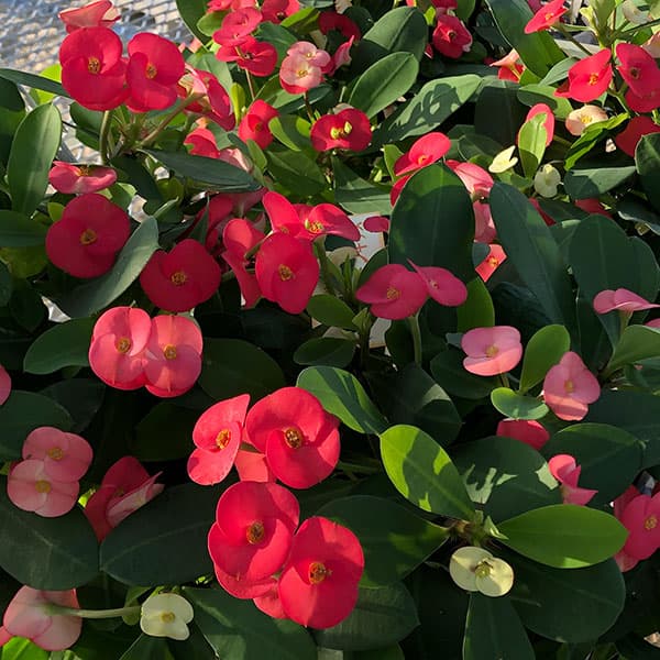 トゲ無し大輪ハナキリン(花キリン) シャインキ...の詳細画像1