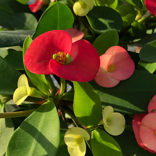 ハナキリンのおすすめ人気商品一覧 通販 - Yahoo!ショッピング