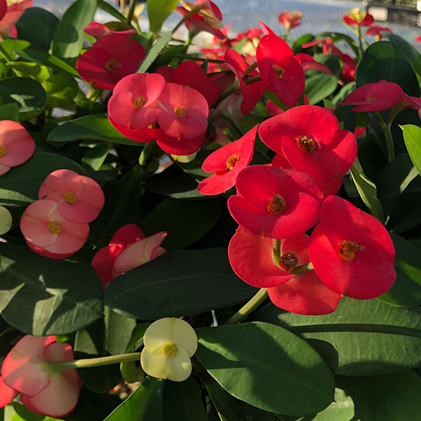 トゲ無し大輪ハナキリン(花キリン) シャインキ...の詳細画像2