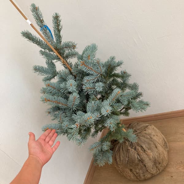 プンゲンストウヒ ホプシー（苗木、植木） | 花、ガーデニング の