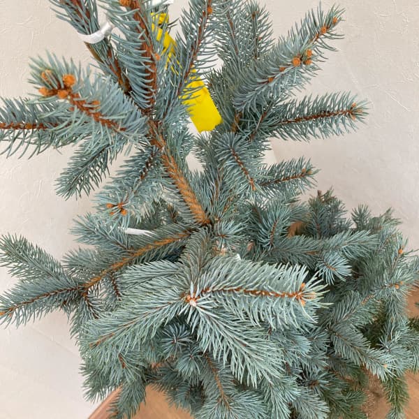 ポプシー　苗　プンゲンストウヒ 楽天市場】花木 庭木の苗/ピセアプンゲンス（プンゲンストウヒ