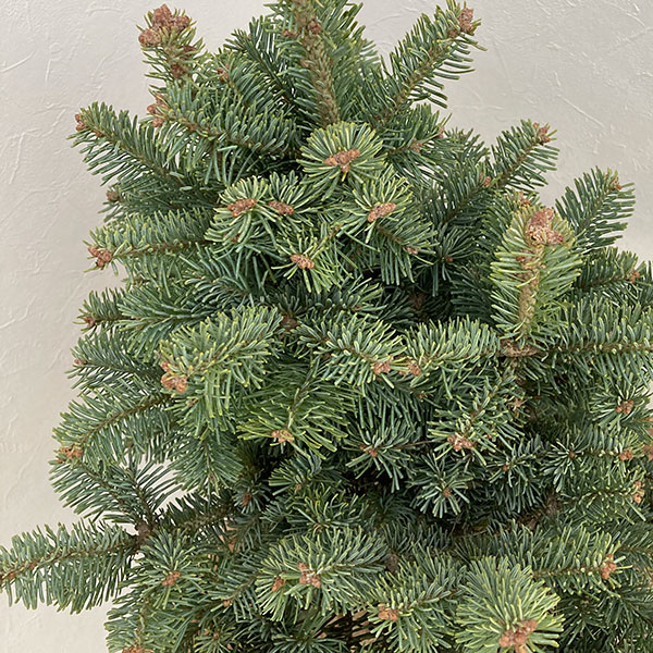 花木 庭木の苗/アルプスモミ：アリゾニカ コンパクタ樹高40-60cm根巻き｜engei｜04