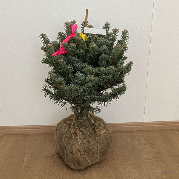 花木 庭木の苗/アルプスモミ：アリゾニカ コンパクタ樹高40-60cm根巻き｜engei｜06