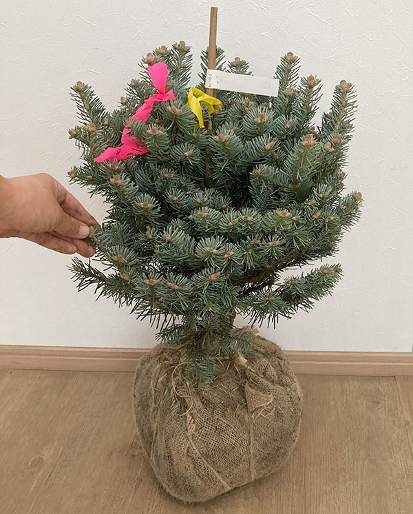 花木 庭木の苗/アルプスモミ：アリゾニカ コンパクタ樹高40-60cm根巻き｜engei｜08