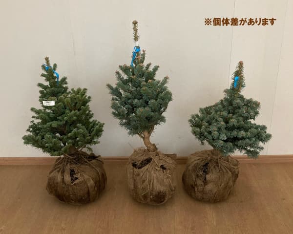 花木 庭木の苗/アルプスモミ：アリゾニカ コンパクタ樹高40-60cm根巻き｜engei｜05