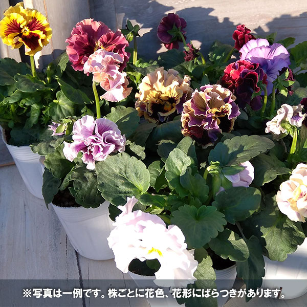 草花の苗 26年11月中下旬予約 パンジー(強...の詳細画像1