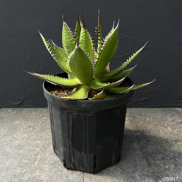 アガベ_ホリダ】極上ボールタイプ 4頭 クアトロヘッド アガベ ホリダ