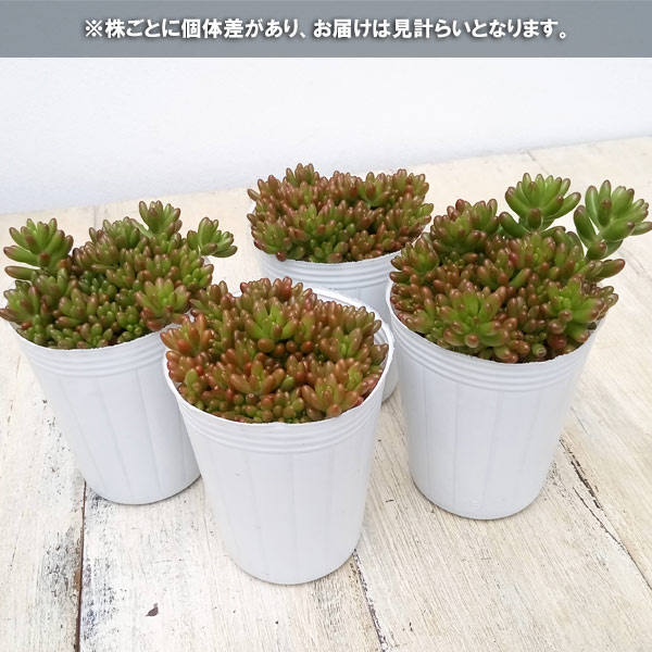 観葉植物/セダム：虹の玉2.5号ポット : 187852 : 園芸ネット - 通販