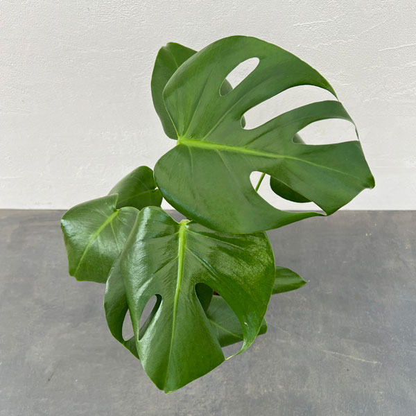 観葉植物 サマーセール モンステラ デリシオサ...の詳細画像5