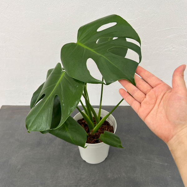 観葉植物 棚卸セール モンステラ デリシオサ 5号鉢植え : 園芸ネット
