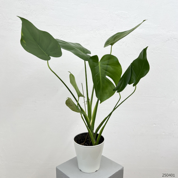 観葉植物 棚卸セール モンステラ デリシオサ 5号鉢植え : 園芸ネット