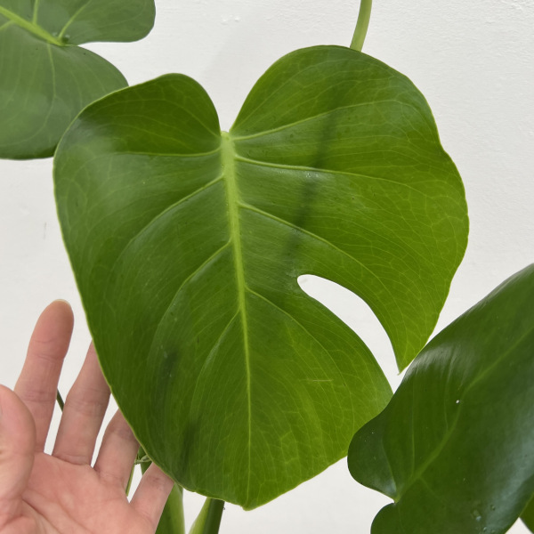 観葉植物 サマーセール モンステラ デリシオサ...の詳細画像2