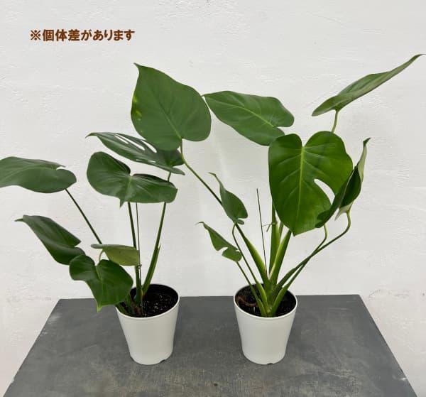 観葉植物 サマーセール モンステラ デリシオサ...の詳細画像3