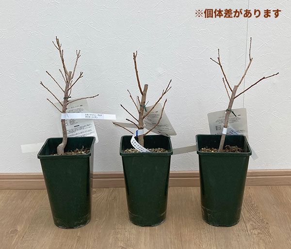 花木 庭木の苗 26年10月中下旬予約 スモー...の詳細画像2