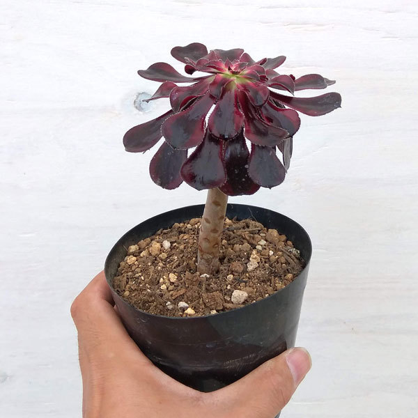 多肉植物アエオニウム錦のおすすめ人気商品一覧 通販 - Yahoo!ショッピング