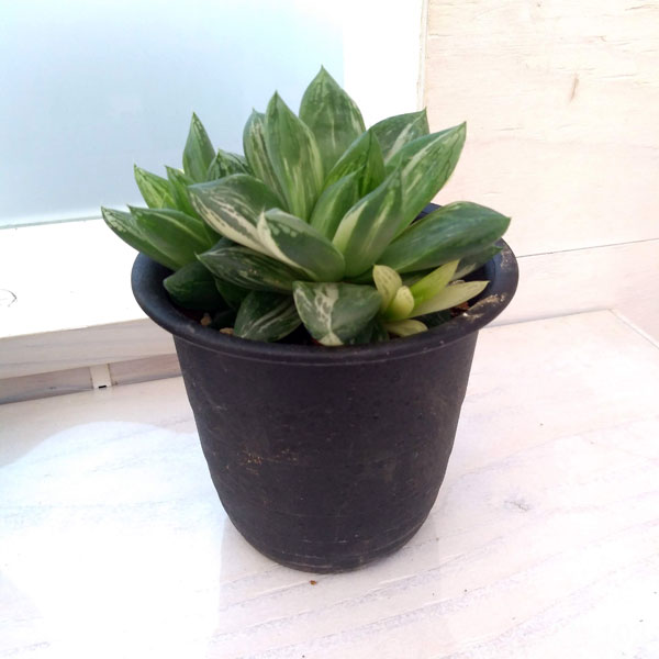 観葉植物 ハオルチア 宝島 3号の詳細画像1