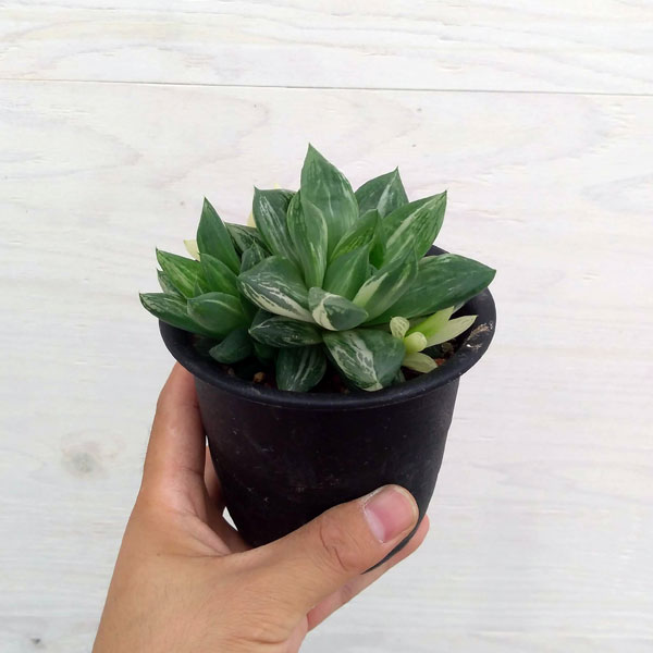 観葉植物 ハオルチア 宝島 3号の詳細画像2