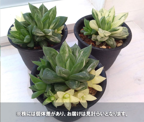 観葉植物 ハオルチア 宝島 3号の詳細画像3