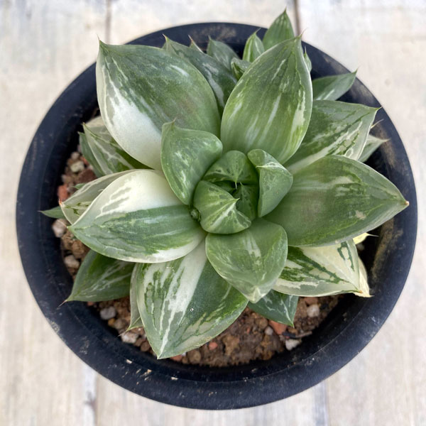 観葉植物 ハオルチア 宝島 3号の詳細画像4