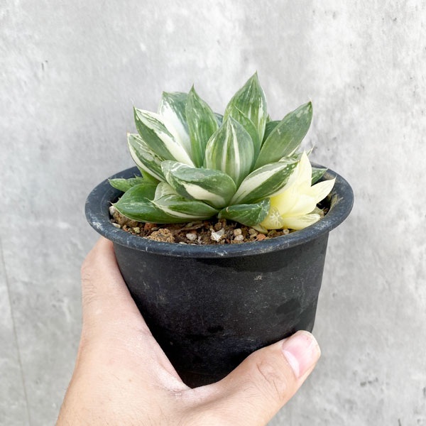 観葉植物 ハオルチア 宝島 3号の詳細画像5