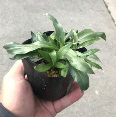 草花の苗 ベロニカ リトルブルース3号ポットの詳細画像2