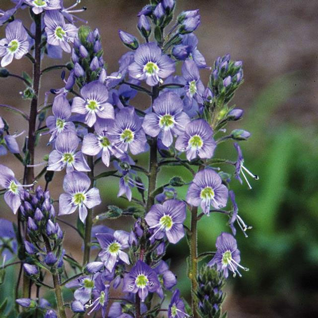 草花の苗 ベロニカ リトルブルース3号ポットの詳細画像3