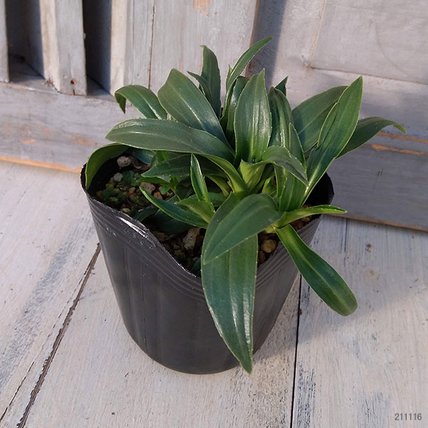 草花の苗 ベロニカ リトルブルース3号ポットの詳細画像1