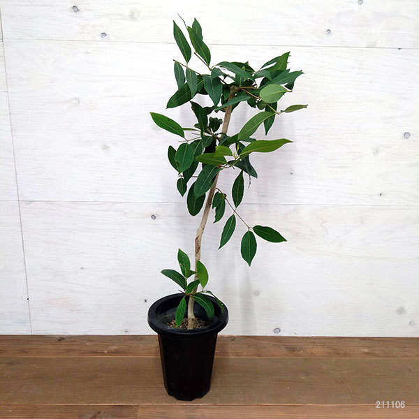 観葉植物 アマゾンオリーブ（ジャンボラン）7号鉢植え_3