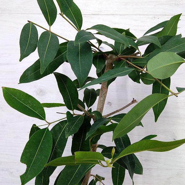 観葉植物 アマゾンオリーブ（ジャンボラン）7号鉢植え_4