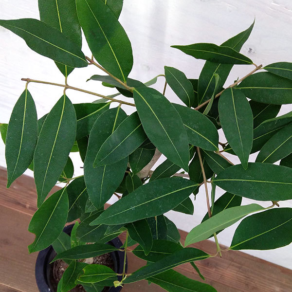 観葉植物 アマゾンオリーブ（ジャンボラン）7号鉢植え_5