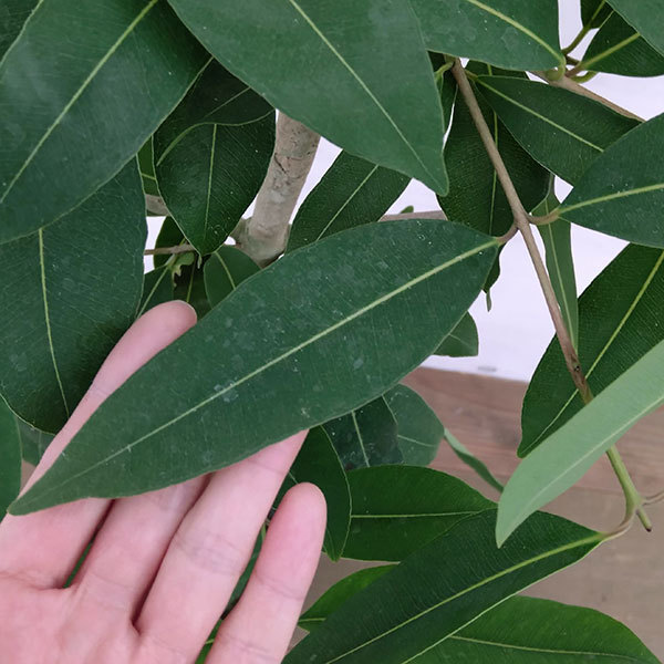 観葉植物 アマゾンオリーブ（ジャンボラン）7号鉢植え_6