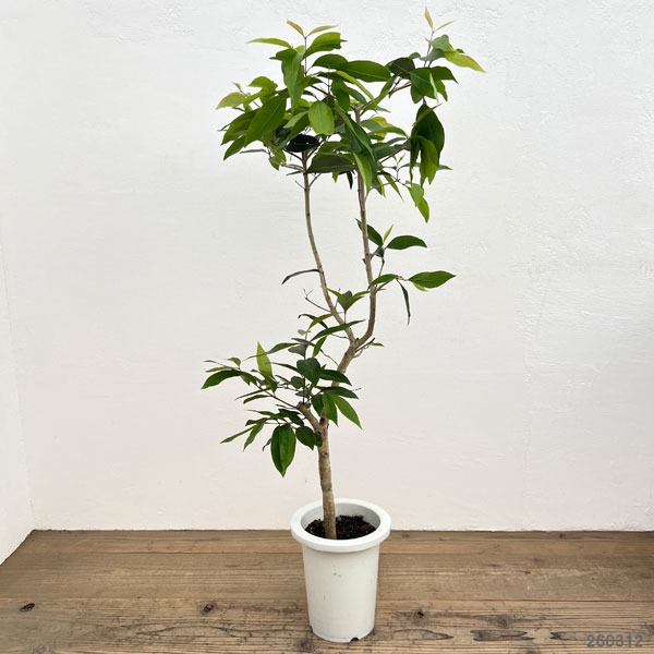 観葉植物 アマゾンオリーブ（ジャンボラン）7号鉢植え_1