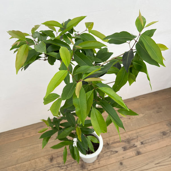 観葉植物 アマゾンオリーブ（ジャンボラン）7号鉢植え_2