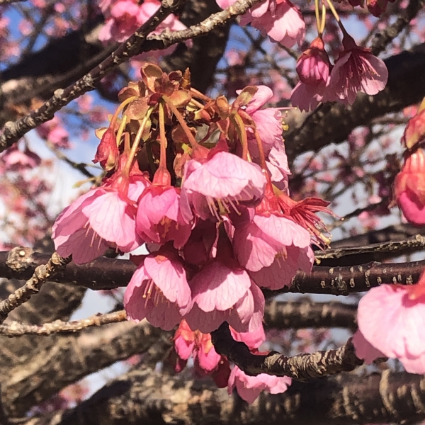 河津桜 苗（苗木、植木）の商品一覧 | 花、ガーデニング 通販 - Yahoo