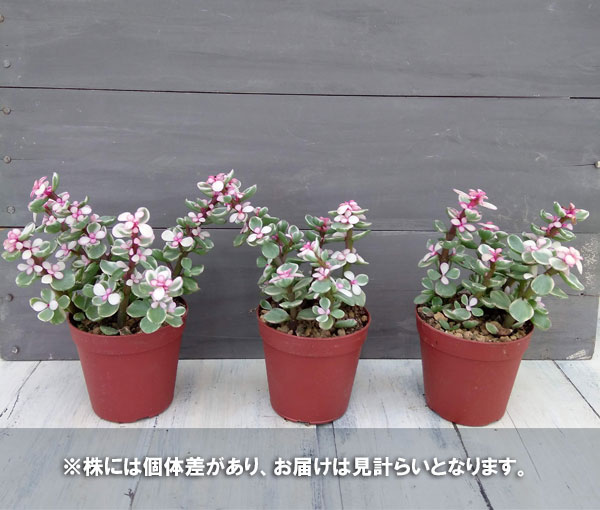 人気大割引 観葉植物 多肉植物 ポーチュラカ 桃子の舞 ももこのまい 2 5号ポット Aynaelda Com